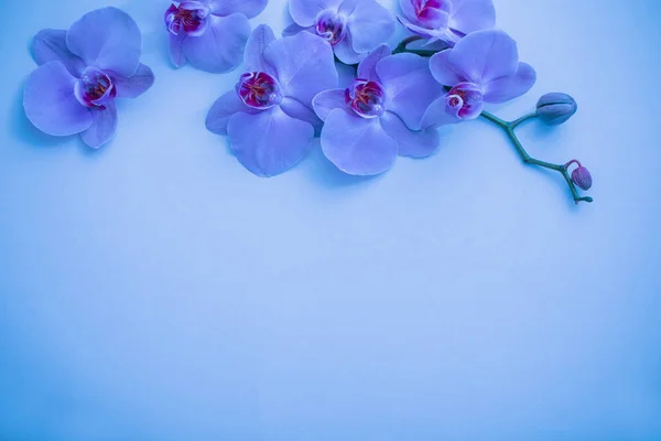 Orquídeas Fundo Azul — Fotografia de Stock