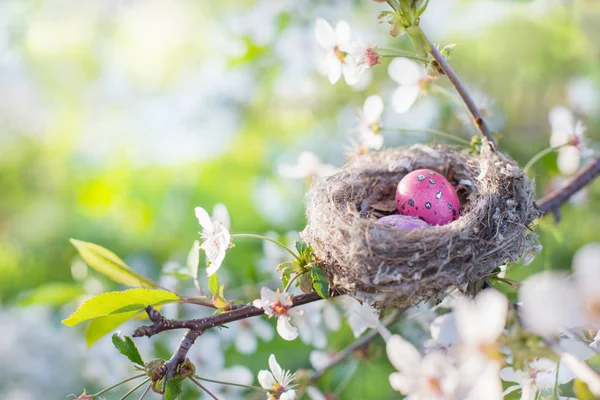 Uova Pasqua Rosa Nel Frutteto Primaverile — Foto Stock