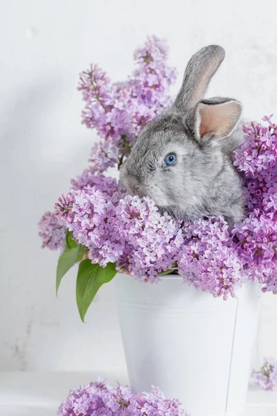 Easter Rabbit Lilac Vase White Background — Stock Photo, Image