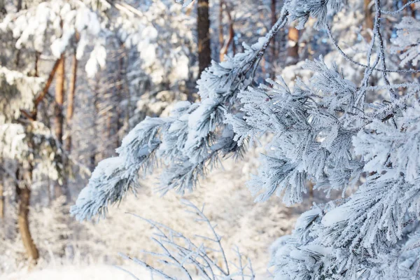 Winter Forest Met Vorst — Stockfoto