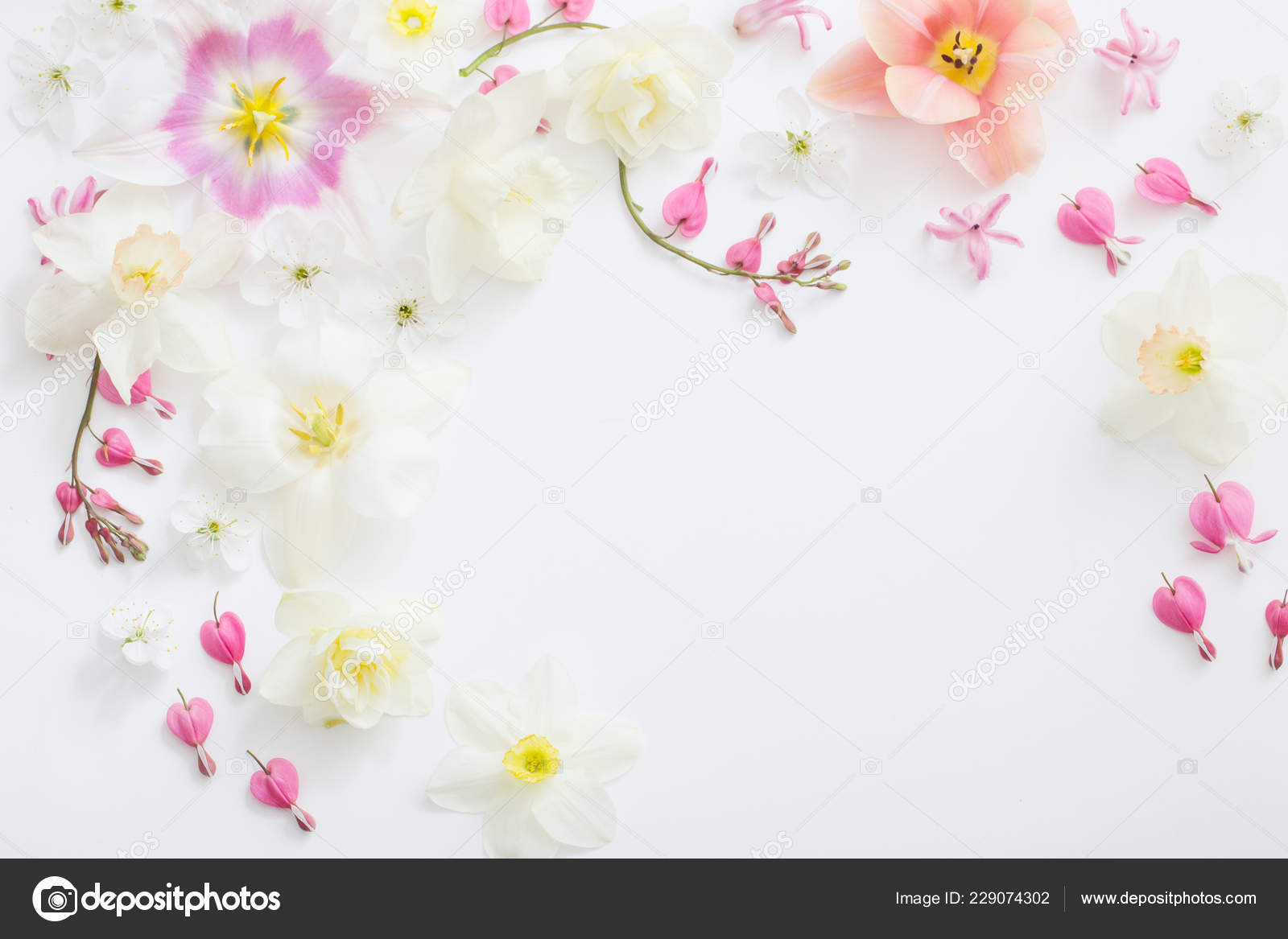 Spring Flowers White Background Stock Photo by ©Kruchenkova 229074302