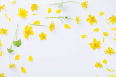 Beyaz arkaplanda sarı çiçekler