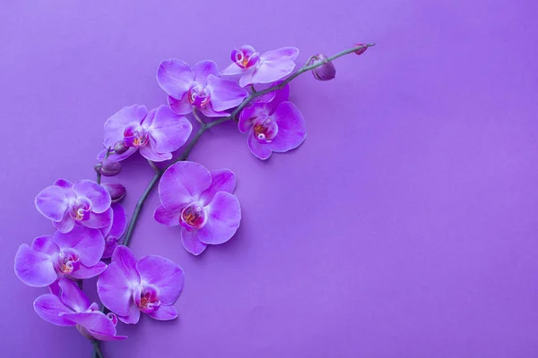 Bei Fiori Orchidea — Foto Stock