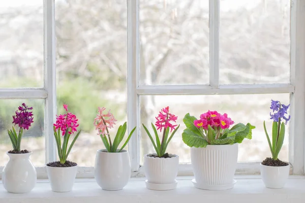 Spring Flowers Windowsill — Stock Photo, Image