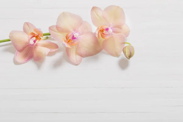 Orkidéer Vit Trä Bakgrund — Stockfoto