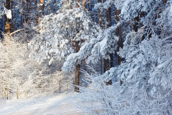 Frost Ile Kış Orman — Stok fotoğraf