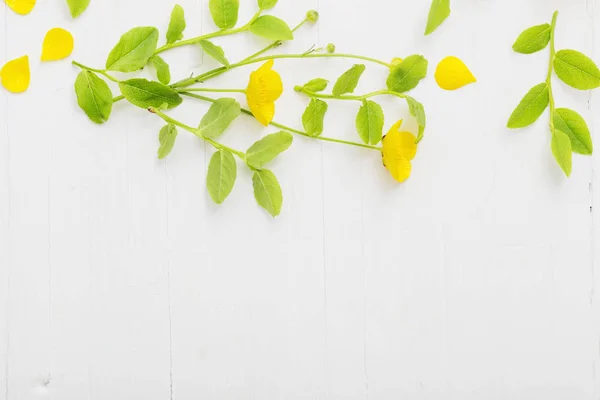 白い背景の上の黄色のキンポウゲと花柄 — ストック写真