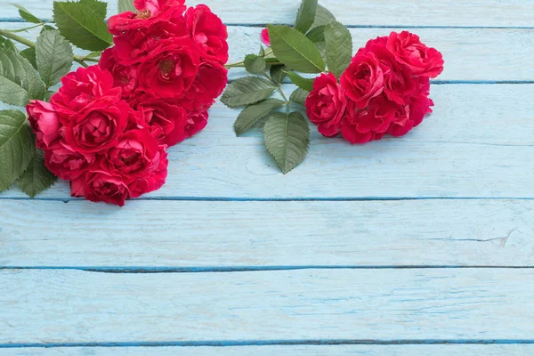 Beautiful Roses Blue Old Wooden Background — Stock Photo, Image
