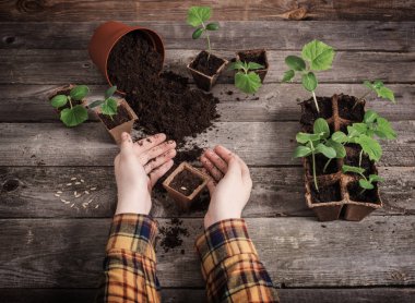 ahşap bir masa üzerinde el ve salatalık fidan