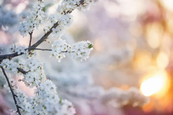 果园开花枝 — 图库照片