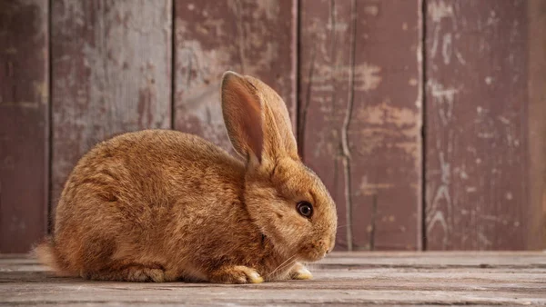 Lapin Sur Vieux Fond Bois — Photo