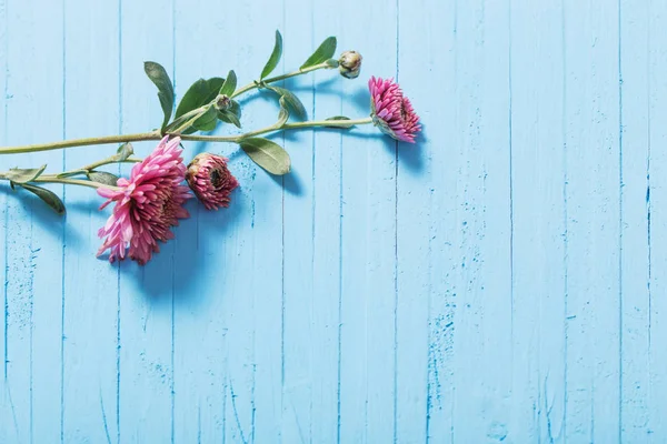 Pink chrysanthemums on blue wooden background — Stock Image Pink Chrysanthemums Blue Wooden Background Stock Picture