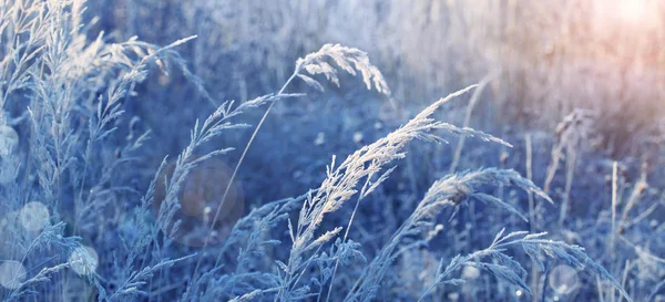 Vackra Vilda Gräs Frost Solljus — Stockfoto