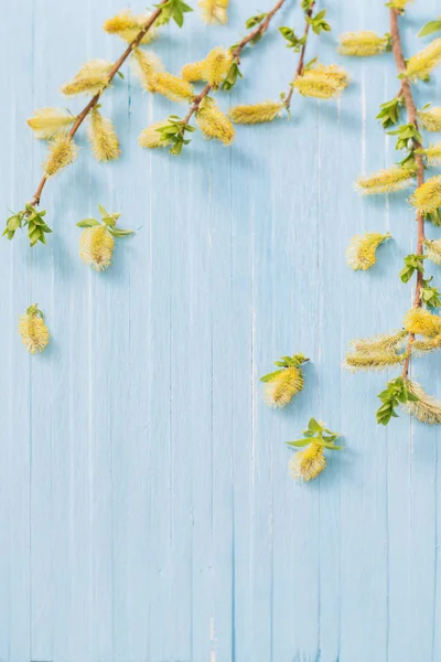 Žlutá Vrba Květy Modré Dřevěné Pozadí — Stock fotografie