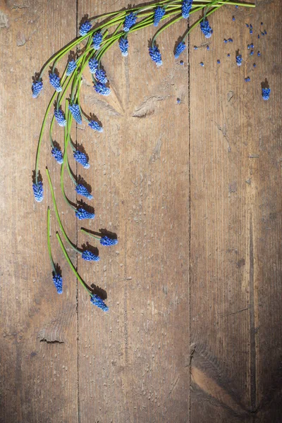 Muscari Květiny Staré Dřevěné Pozadí — Stock fotografie