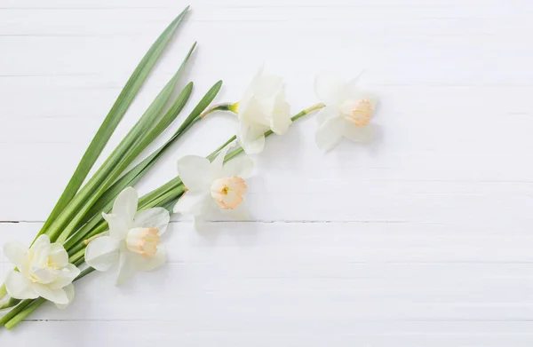 Narciso Branco Sobre Fundo Madeira Branco — Fotografia de Stock