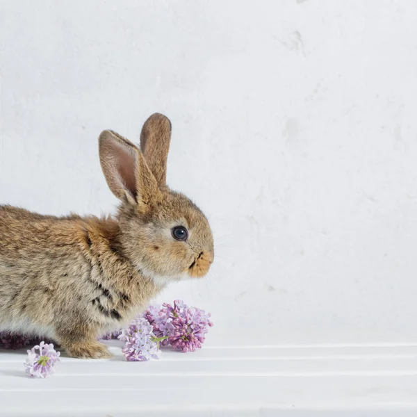 イースターのウサギの白い背景の上の花瓶にライラック — ストック写真