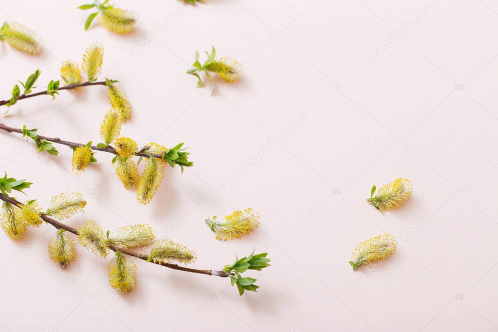yellow willow flowers on paper background