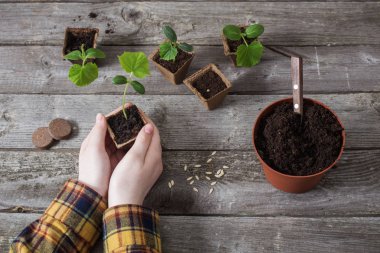 ahşap bir masa üzerinde el ve salatalık fidan