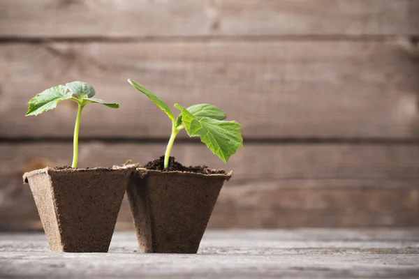 Plántulas Pepino Sobre Fondo Madera — Foto de Stock