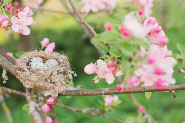 Eggs Nest Outdoor — Stock Photo, Image