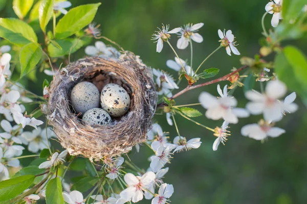 Ägg Fågelbo Utomhus — Stockfoto