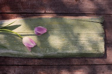 eski ahşap zemin üzerine Pembe Laleler