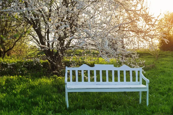 春の果樹園で白い木製のベンチ — ストック写真