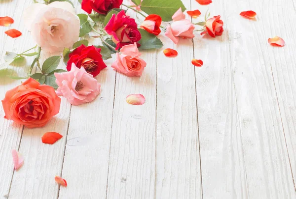 Rosas Sobre Fondo Blanco Madera — Foto de Stock