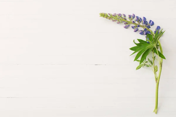 Lupine Bílém Pozadí Dřevěná — Stock fotografie