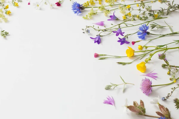 Flores Verano Sobre Fondo Papel Blanco —  Fotos de Stock