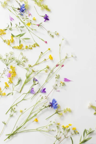 ホワイト ペーパーの背景に夏の花 — ストック写真