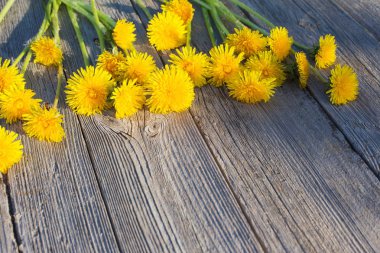 Dandelions eski ahşap zemin üzerine