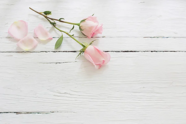 Roze Rozen Witte Houten Achtergrond — Stockfoto