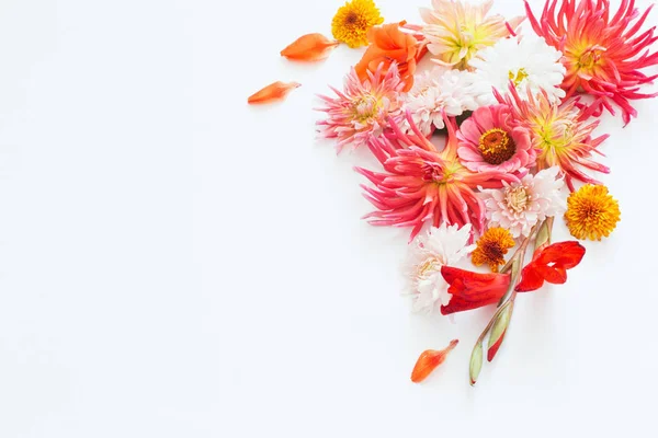 Höstens Blommor Vit Bakgrund — Stockfoto