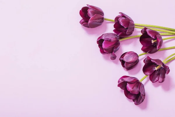 Purple Tulips Paper Background — Stock Photo, Image