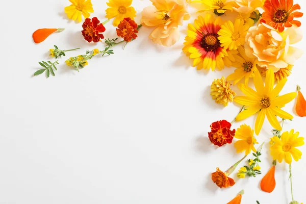 白を背景に黄色や橙色の花を咲かせ — ストック写真