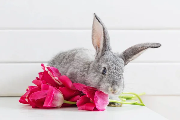 Bunnyes Pink Tulips White Background — Stock Photo, Image