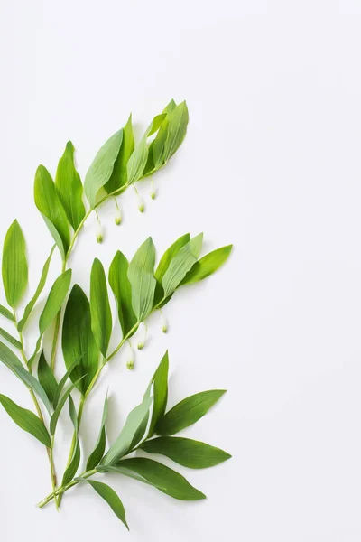 白い背景の上の植物 — ストック写真