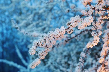 Bahar kiraz ağacı üzerinde mum yanan ile fener