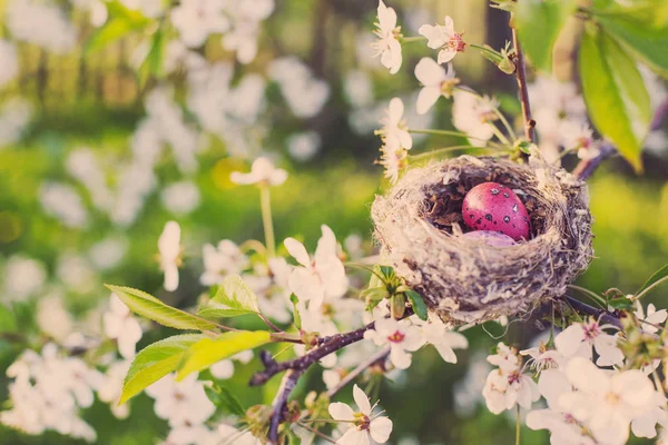 Uova Pasqua Rosa Nel Frutteto Primaverile — Foto Stock