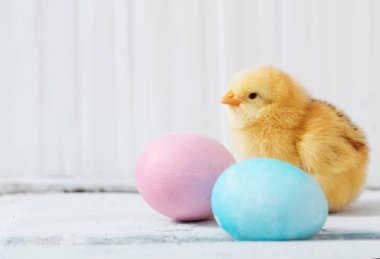 tavuk ve Paskalya yortusu yumurta beyaz ahşap zemin üzerinde