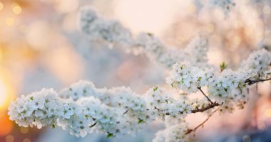 meyve bahçesi içinde çiçekli dal