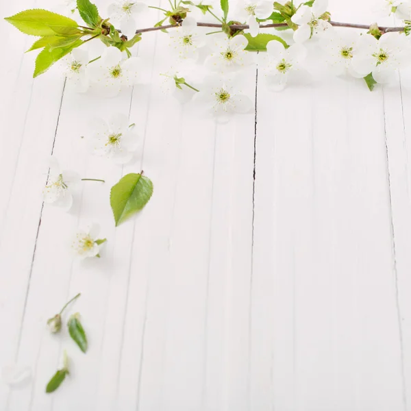 Fleurs Printemps Sur Fond Blanc Bois — Photo