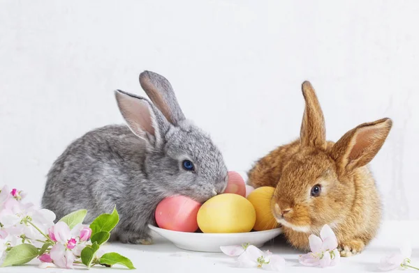 与复活节兔子蛋在白色背景上 — 图库照片