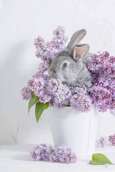 Lapin Pâques Avec Lilas Dans Vase Sur Fond Blanc — Photo