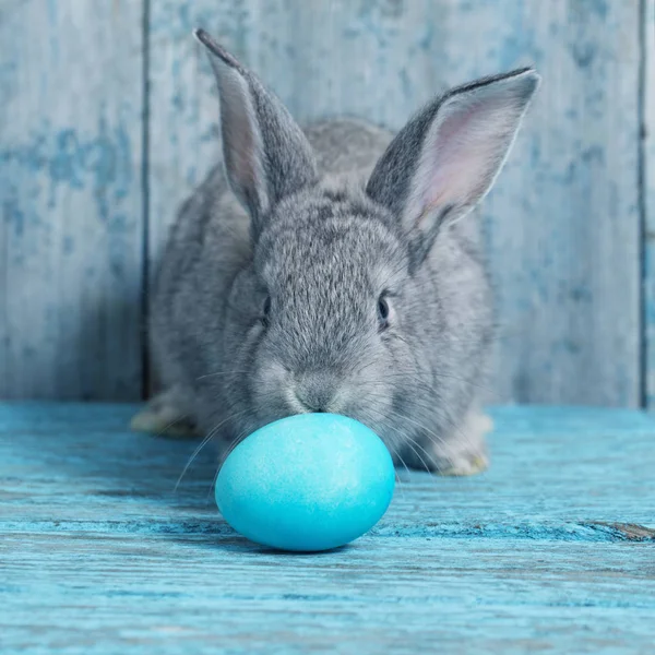 Easter Egg Bunny Blue Old Wooden Background — Stock Photo, Image