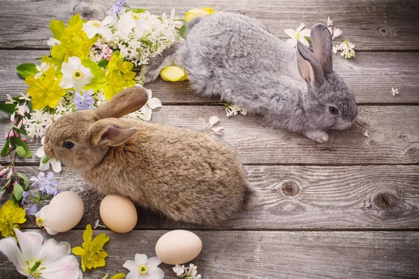 兔子与春天花在老木背景 — 图库照片