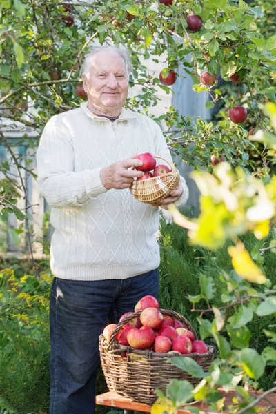 Elderly Men Red Apples Sunny Orchard — Stock Photo, Image