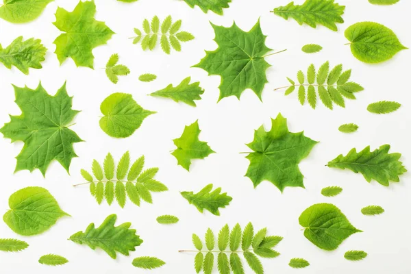 Gröna Blad Papper Bakgrund — Stockfoto